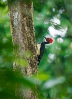 Datel indomalajsky - Dryocopus javensis - White-bellied Woodpecker o0478